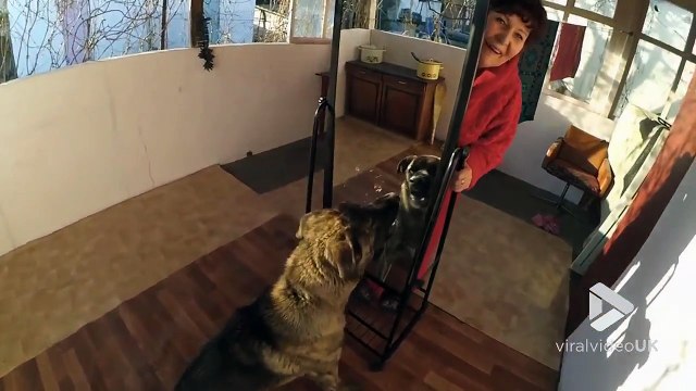 Ce chien veut défoncer son propre reflet dans le miroir !