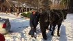 Remorquage d'une voiture par des chevaux pour la sortir de la neige !