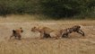 Hyena was Bullied by 2 Lions and Saved by his Family