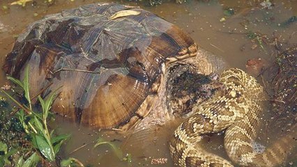 Snakes vs Turtle _ Snakes are defeated by Stubborn Turtle