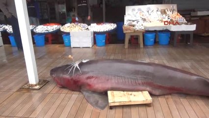 Balıkesir-İmralı Açıklarında Hamsi Ağlarına 'camgöz' Takıldı