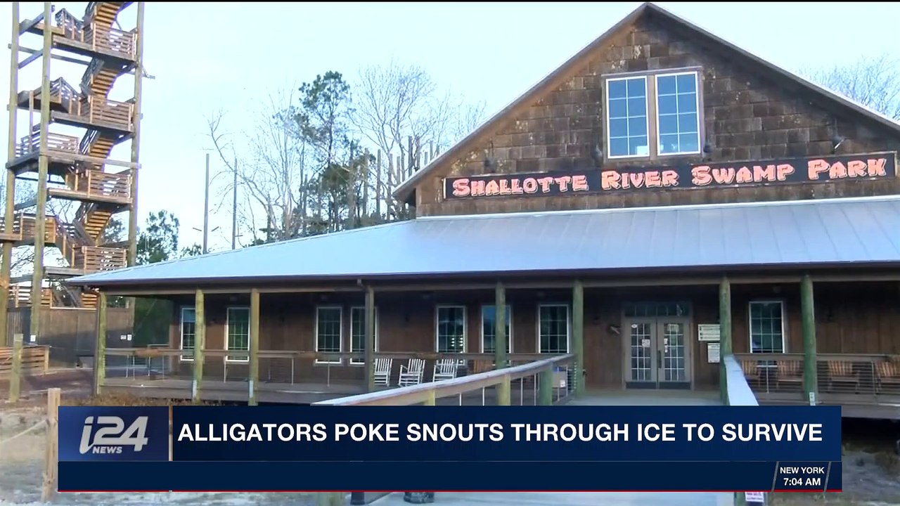 i24NEWS DESK | Alligators poke snouts through ice to survive | Tuesday, January 9th 2018
