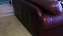 Dog chases leash around  sofa