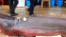 Hamsi ağlarına yarım tonluk köpek balığı takıldı