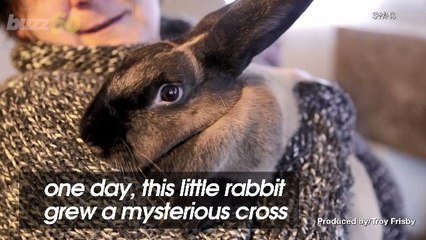 Rabbit Dubbed the 'Baby Jesus' After Growing Mysterious Cross on Forehead