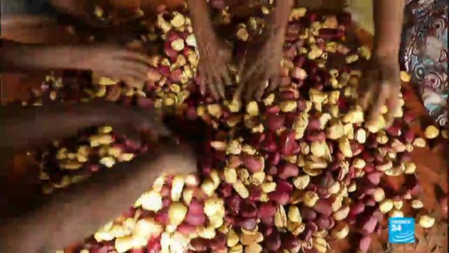 Côte d''Ivoire : sur les traces de la noix de kola, trésor national