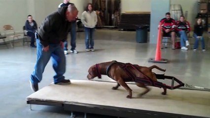 Des chiens forcés à tirer des charges lourdes pour développer leur musculature