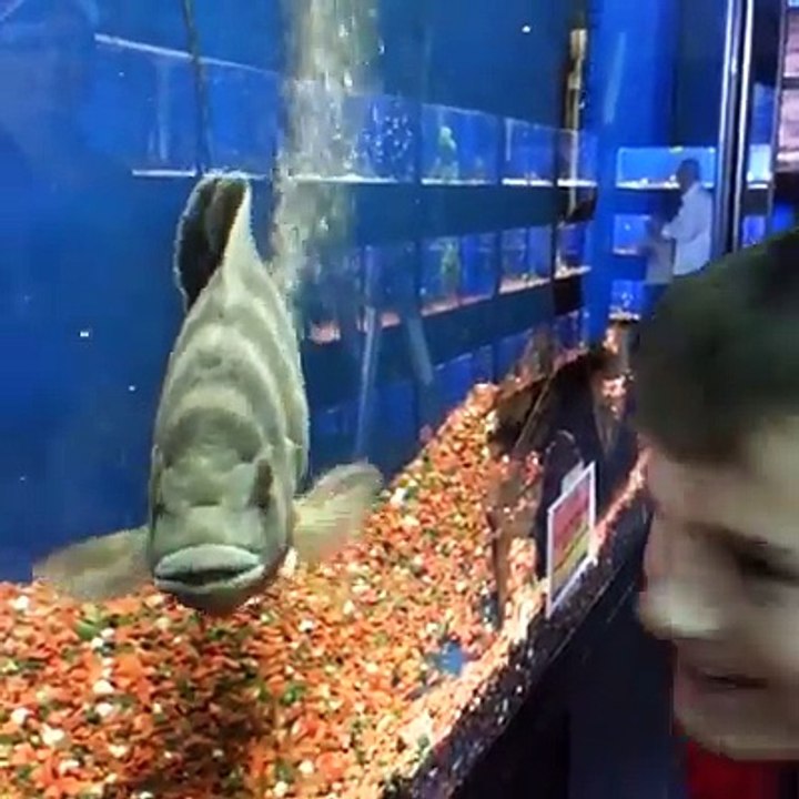 Enjoy this furious mega-compilation of animal fails and freak-outs! 