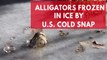 Alligators frozen in ice by US cold snap