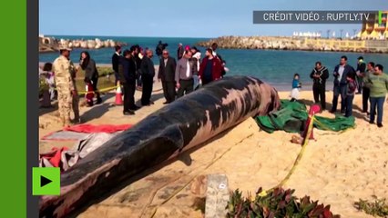 [Actualité] En Egypte, une énorme baleine de 12 tonnes est retrouvée sur les plages d'Alexandrie