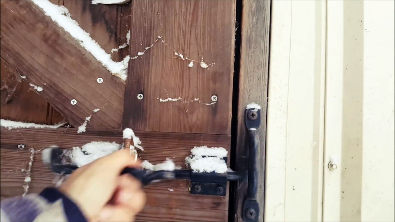 Voici comment réagissent des chevaux qui découvrent la neige pour la première fois