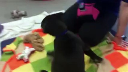 On vous présente Ronnie,le premier chien "cadeau de Noël" abandonné de 2018...