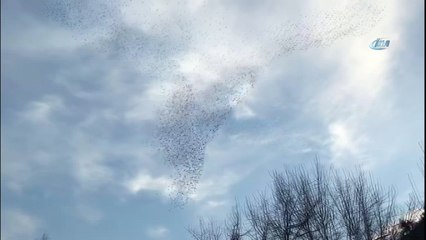 Sığırcıkların dansı böyle görüntülendi