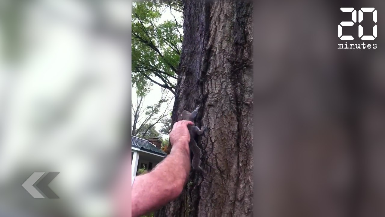 Il relâche un écureuil dans la nature (ça tourne mal) - Le Rewind du mardi 09 janvier 2018