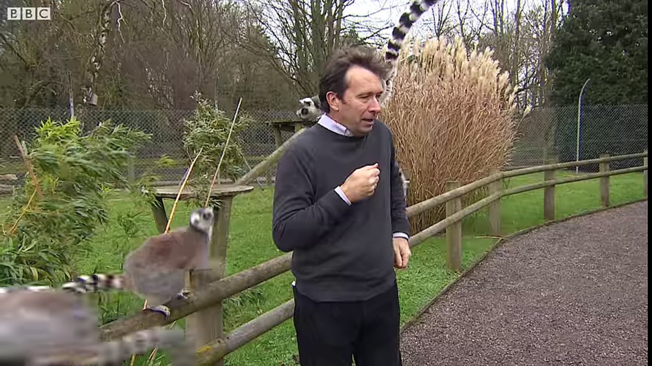 BBC reporter mobbed by lemurs - BBC News