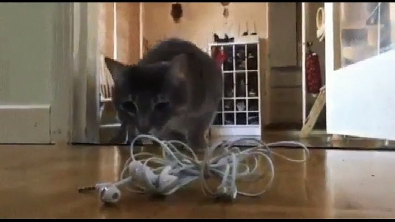 Кот против наушников | Cat vs headphones