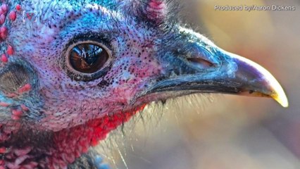 Turkeys Take Over Neighborhood, Causing Mail Delays