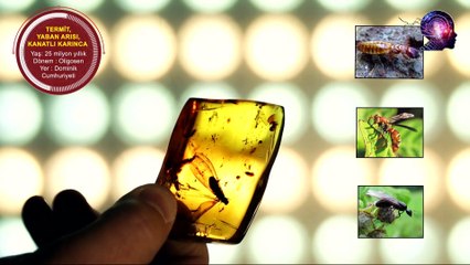 Amberin İçinde Donarak Can Veren 45 Milyon Yıllık Canlı