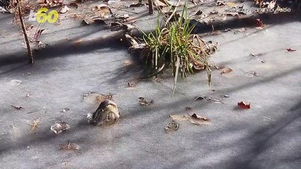 This is How Alligators Survive In Freezing Waters