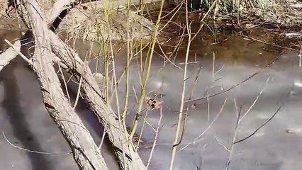 La méthode de survie des alligators incarcérés dans l'eau gelée !
