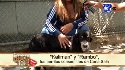 Carla Sala afligida por salud de perros que ella protege