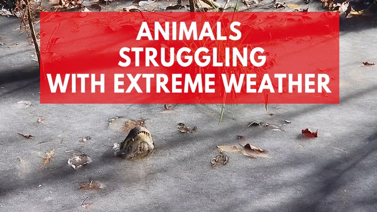 Animals struggling in extreme cold, extreme heat, intense snowfall