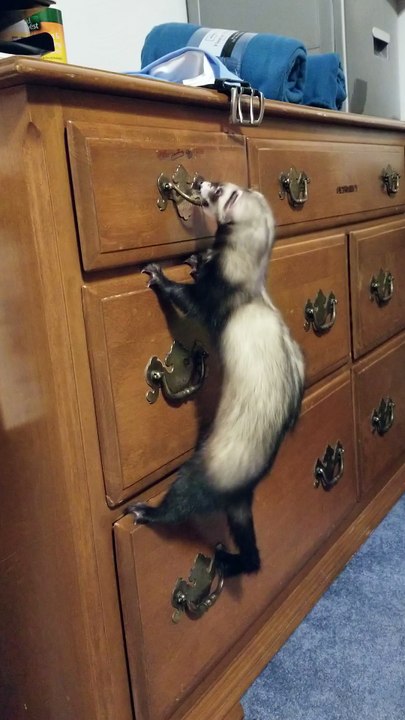 Smart Ferret Opens Drawer