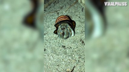 Hermit Crab With Bottle Stuck On Back