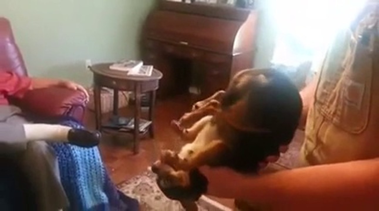 Ce chien devient tout raide quand on le porte... Adorable