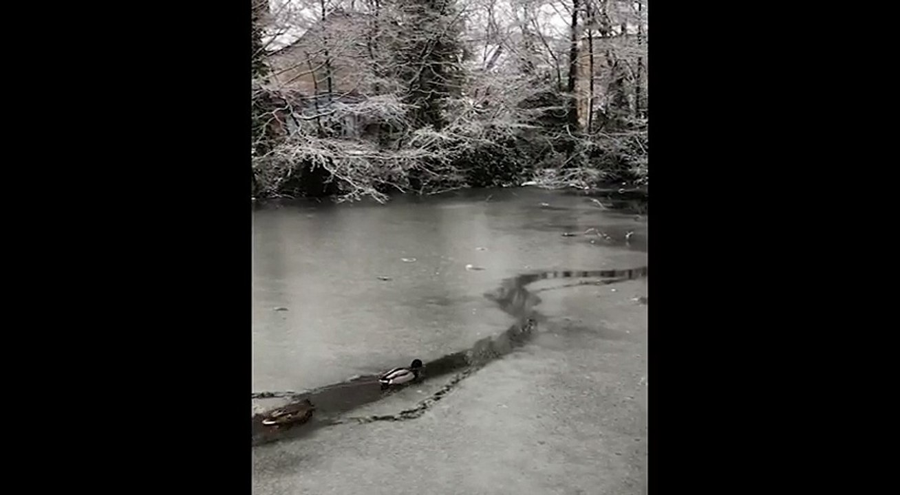 Ces canards se sont fait une route à travers la glace