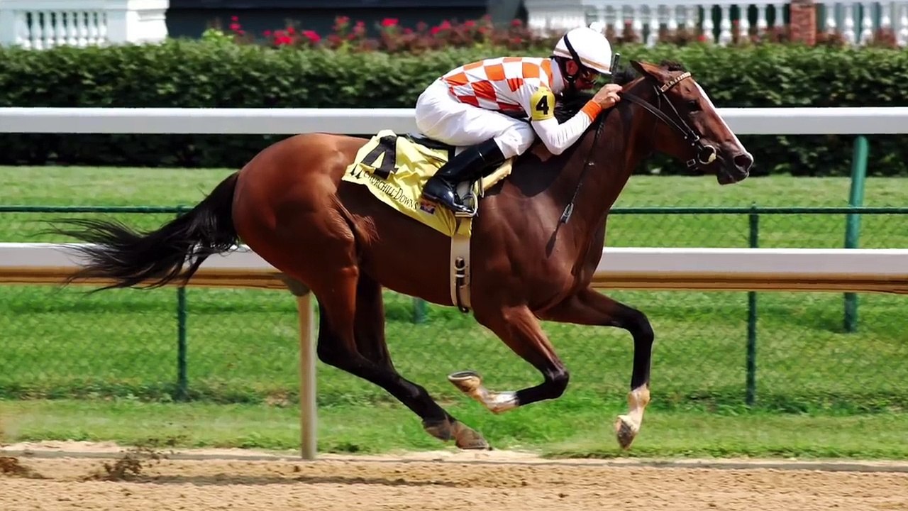 Woah Shamrock! Rider loses control of retired racehorse.