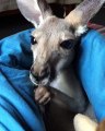 Baby Kangaroo Cleans her Paws
