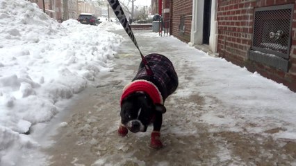 French Bulldog Hates Snow