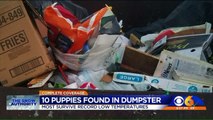 10 Puppies Found in Dumpster Amid Record Low Temperatures in Virginia