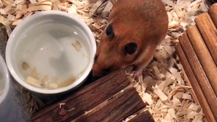 Hamster clip | Hammy