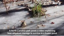 Swamp video shows how frozen alligators survive cold snap
