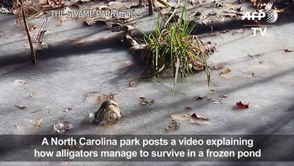 Swamp video shows how frozen alligators survive cold snap