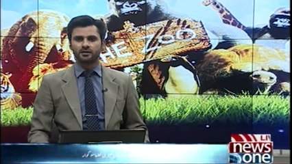 Simba, the lion, passes away at Karachi zoo