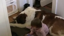 Toddler Tries Ride St. Bernard - (Dog Ain't Having It)