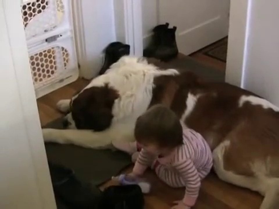 Toddler Tries Ride St. Bernard - (Dog Ain't Having It)