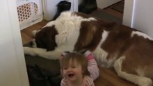 Toddler Tries Ride St. Bernard - (Dog Ain't Having It)