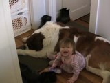 Toddler Tries Ride St. Bernard - (Dog Ain't Hav