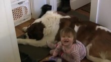 Toddler Tries Ride St. Bernard - (Dog Ain't Hav