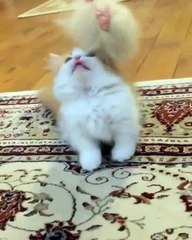 Phòng khám đa khoa Đại Đông - Cute cats #7