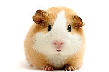 Happy Birthday! - Funny Birthday Songs (Gary the Guinea