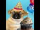 Pug Sings Happy Birthday - Hilariously Funny Dog Vide