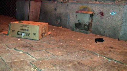 Yavru kediler ölü halde bulundu