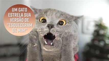 Um gato estrela sua versão de 'Esqueceram de mim'