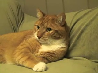 A Cat's Thoughts on Charlie Sheen-2aw9qHl0x_M