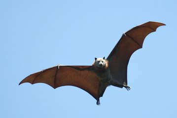 Des centaines de chauves-souris tombent des arbres en Australie